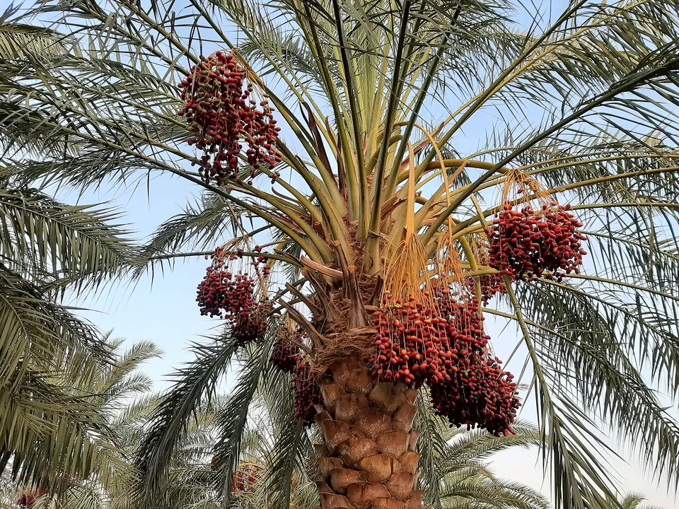 Egyptian Dates
