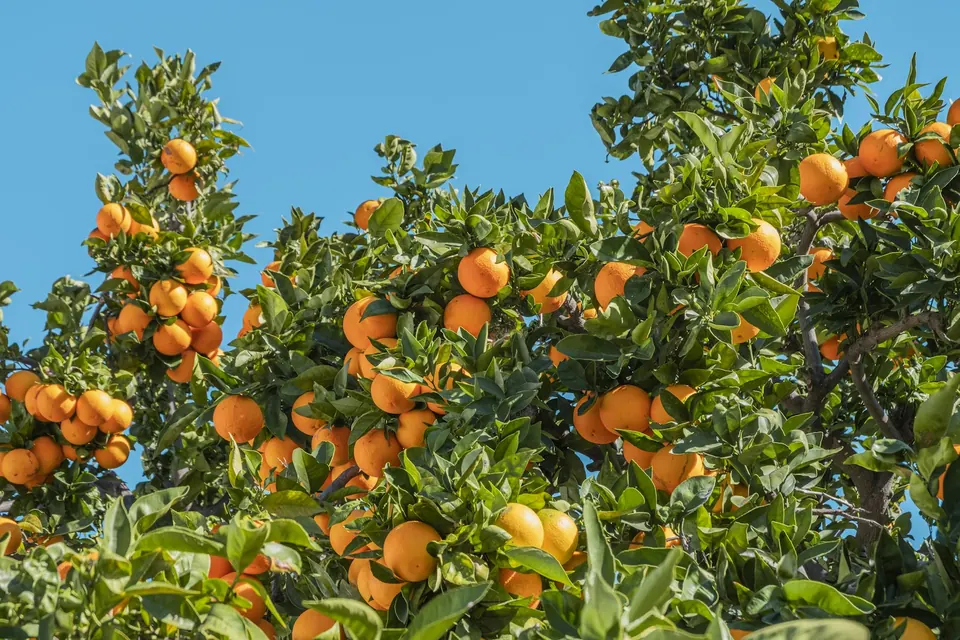Mandarins ready for export (illustrative stock photo)