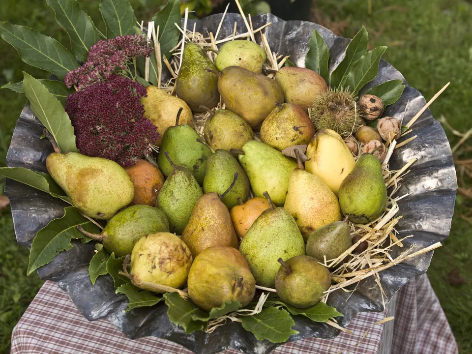 Egyptian Pears