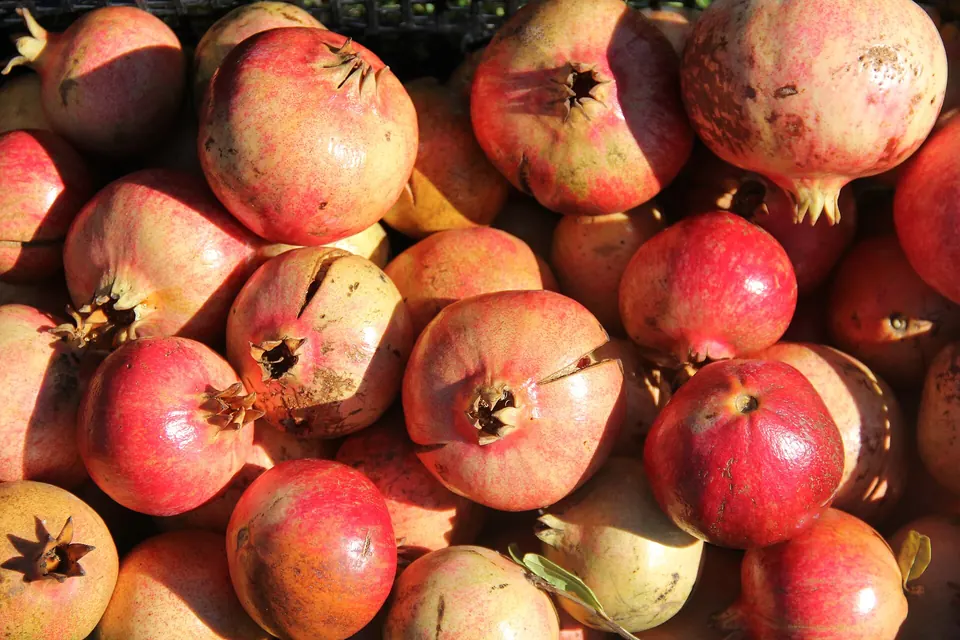 Egyptian Pomegranates
