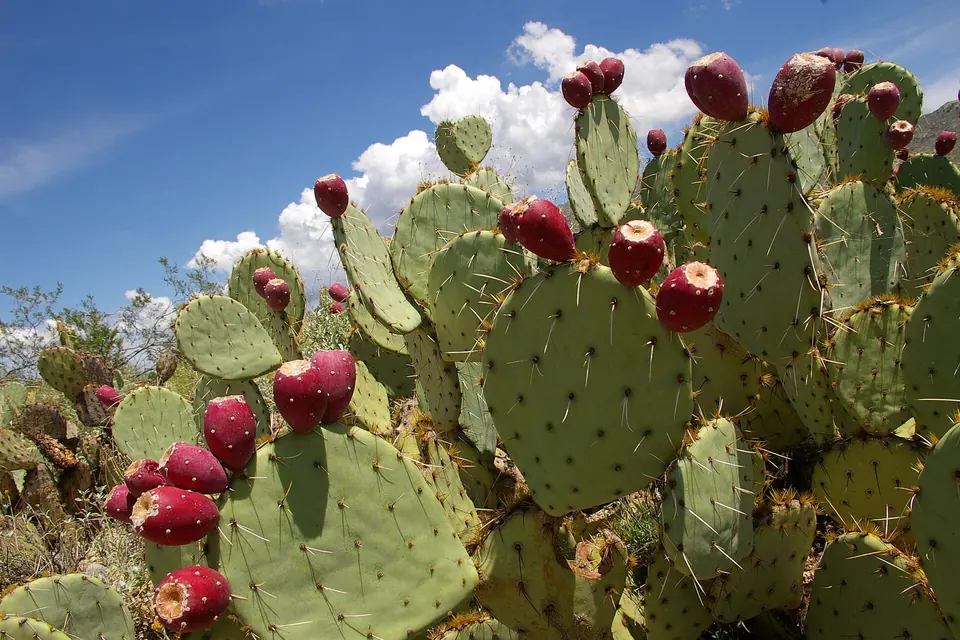 Prickly Pear (Cactus Pear)