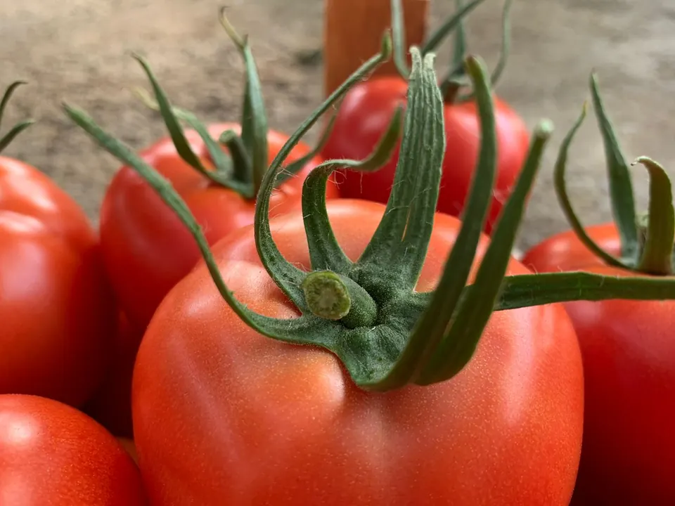 Egyptian Tomatoes